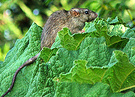 Rat Gunnera Leaf