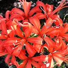 Red Nerine