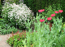 Red Poppies Sissinghurst