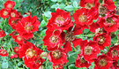 Red Roses Moyesii