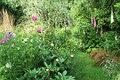 Rhapsody Foxglove Garden