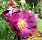 Rhapsody Rose Petals