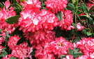 Rhodo Flowery Pink