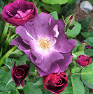 Rose Blue Magenta