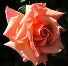 Rose Compassion Sunshine