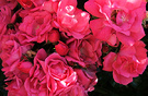Rose Pink Rose