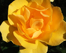 Rose Sunshine Yellow