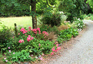 Roses Pink Driveway