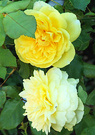 Roses Yellow Two