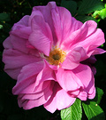 Rugosa Flower Sunny