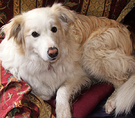 Rusty Dog Chair