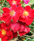 Scruffy Red Roses