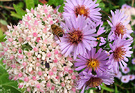 Sedum Aster Bee