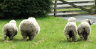 Sheeps Bottoms Woolly