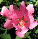 Shrub Lavatera Flower