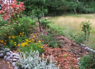 Shrubbery Roses Mulch