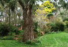 Spring Wattles Gum