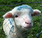 Stu Blue Lamb