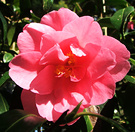 Sunny Camellia