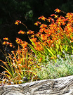 Sunny Crocosmia