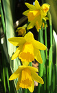 Sunny Daffodils Small