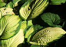 Sunny Hostas