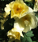 Sunny Lemon Rose