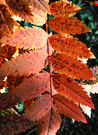 Sunny Sorbus Leaf