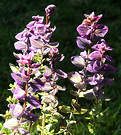 Sunny Winter Salvia