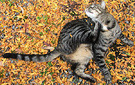 Tabby Cat Leaves