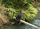 Tabby Cat Plank