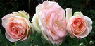 Three Roses Autumn