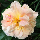 Topaz Jewel Rugosa