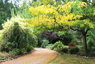 Trees Autumn Drive