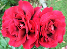 Two Kronenburg Roses