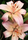 Two Peach Lilies