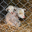 Two Pet Lambs