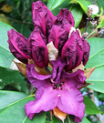 Uncle Bert Rhododendron