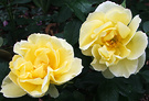 Unknown Rose Yellow