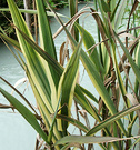 Variegated Reed Arondo