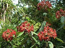 Viburnum Berries Shrub