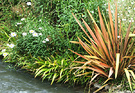 Water Daisy Phormium