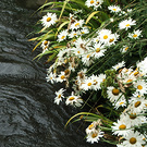 Water Daisy White