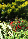 Wattle Rhodo Phormium