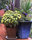 Wet Chrysanthemum Pot