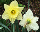 Wet Daffodil Spring