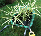 Wheelbarrow Phormium Flax