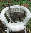 White Chair Tabby