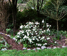 White Compact Rhododendron