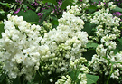 White Lilac